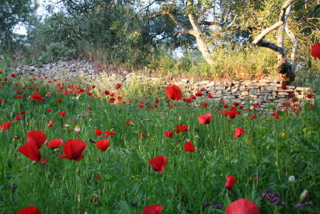 coquelicots