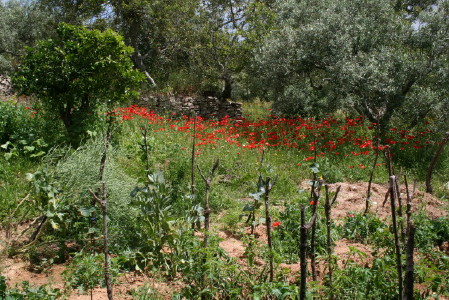 coquelicots