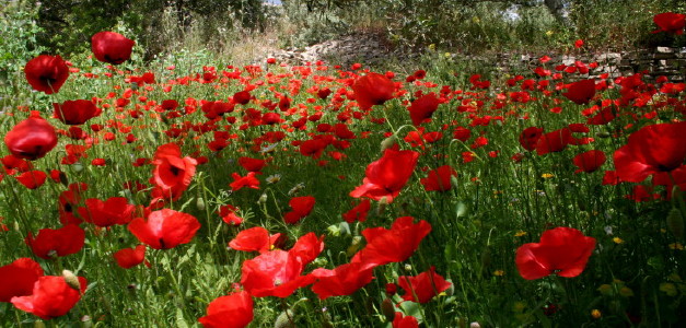 coquelicots