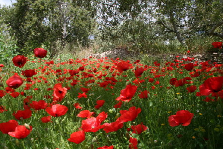 coquelicots