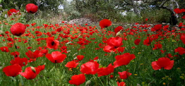 coquelicots