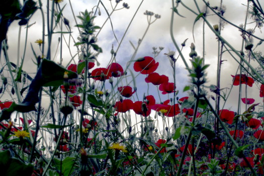 cocquelicots