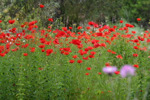 coquelicots