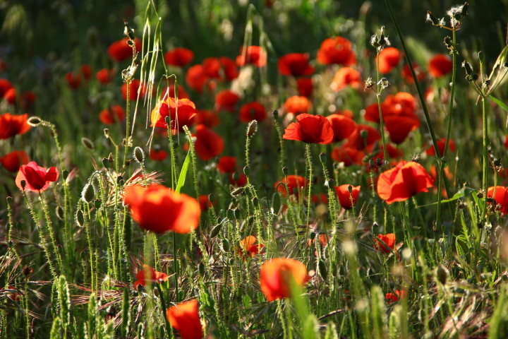 coquelicots 3