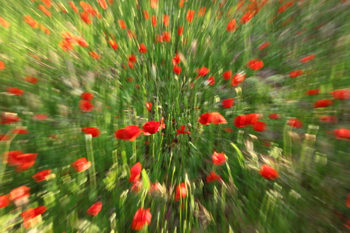 coquelicots 4