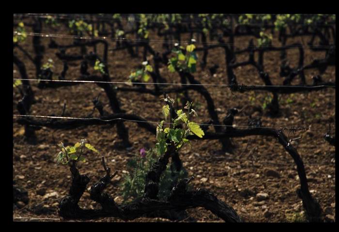 vignes