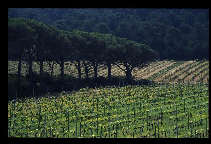 vignes et pins