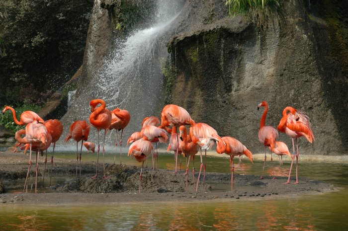 Le rocher aux Flamants roses