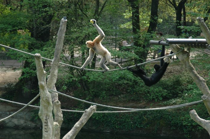 Gibbons en action