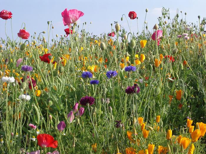 Fleurs des champs