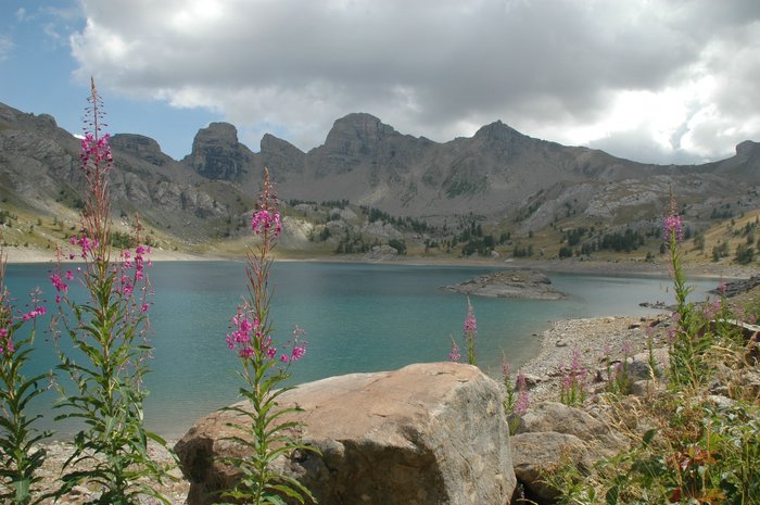 Fleurs de montagne