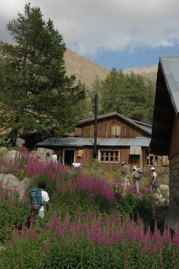 Fleurs et Refuge de montagne