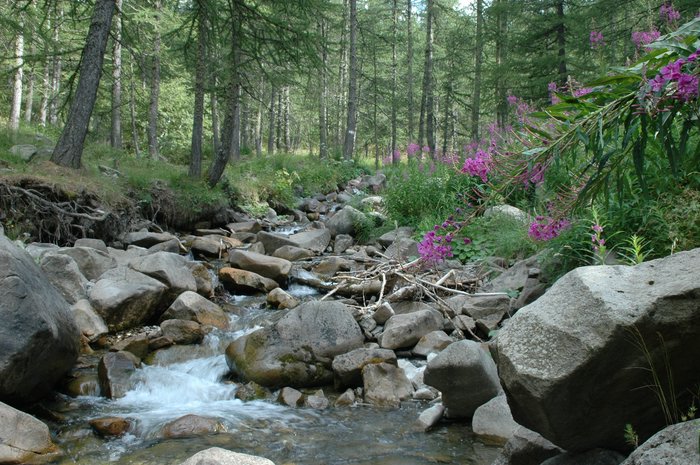 Fleurs et Torrent de montagne