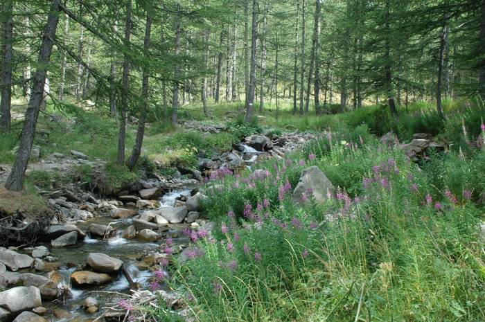 Fleurs et torrent de montagne