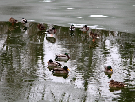 2010-12-18,Sarcelles-Lac-3