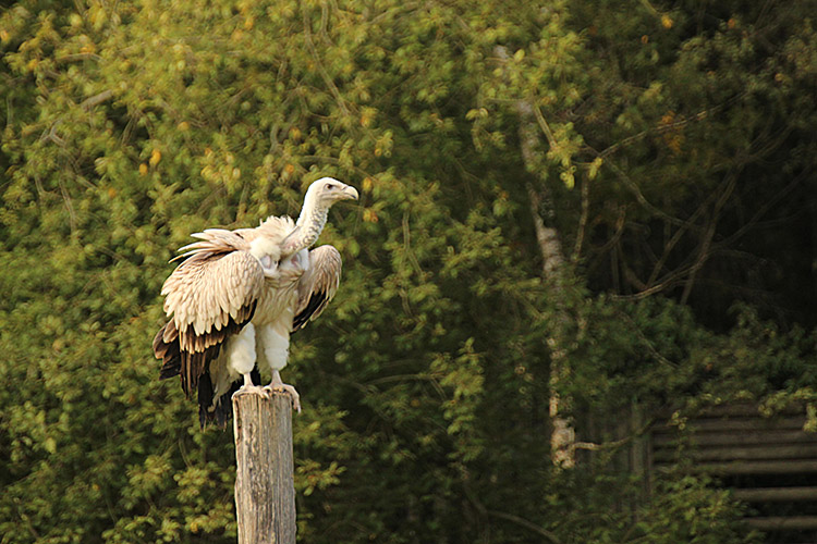 forêt Rambouillet