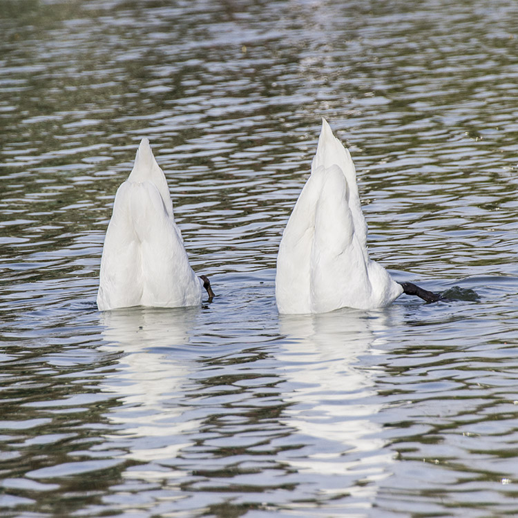 lac de Vincennes