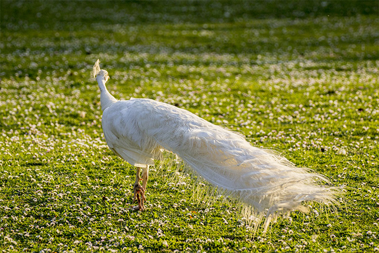 parc vincennes