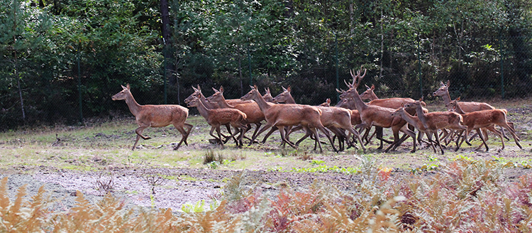 forêt Rambouillet