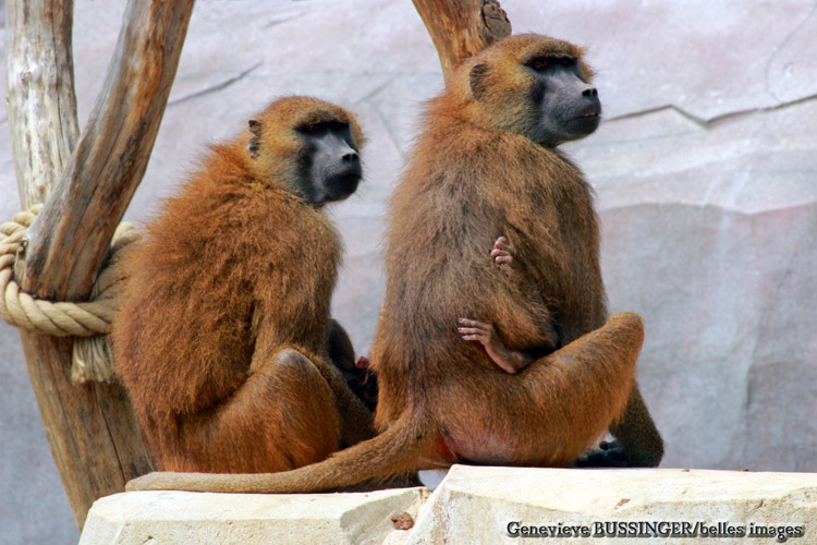 Couples de Babouin et Leurs Bébé-Zoo de Vincennes
