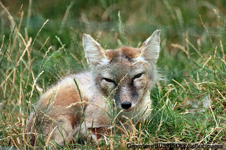 Renard de la Ménagerie du Jardin des Plantes