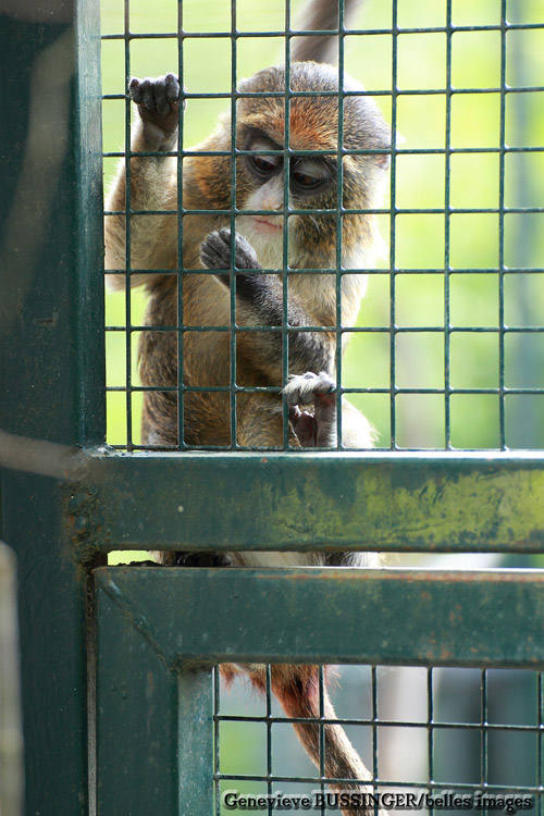 Petit Singe -Zoo de Beauval
