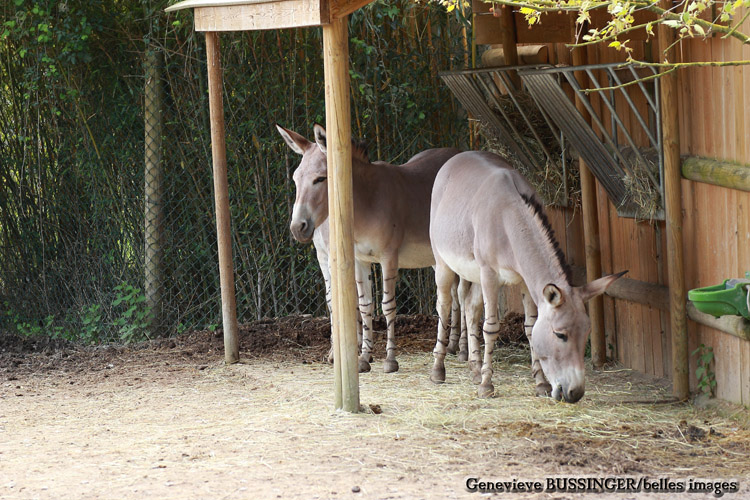 Ânes deSomalie Zoo de Beauval