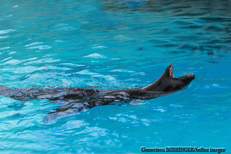 Otarie un peut Foufou Zoo de Beauval