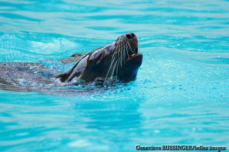 Otarie du Zoo de Beauval
