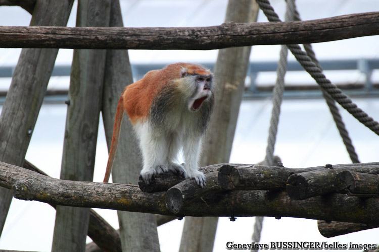 Singe Patas du Zoo de Beauval