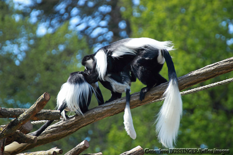 Colobes Guereza Zoo de Beauval