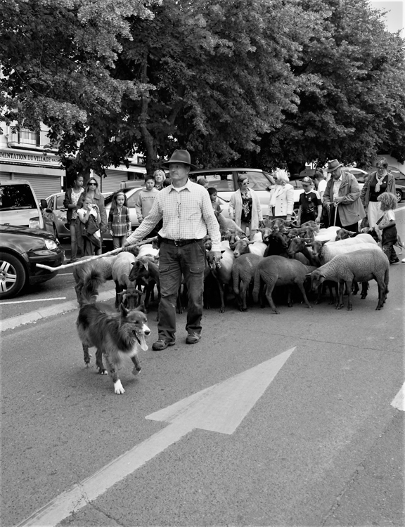 PJ8-NR 17-0768-089- La transhumance  Sarcelles