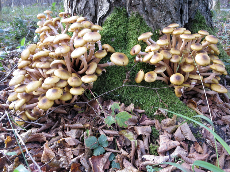 2017 10 20 Avilly 6421.jpg