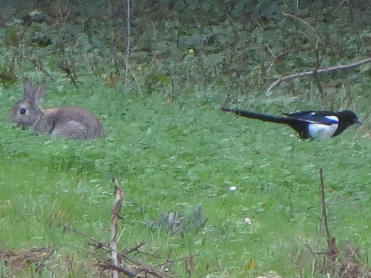 2017 10 27 6508 Parc de la Courneuve.jpg