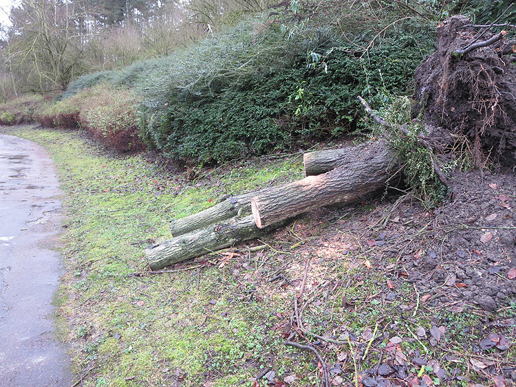 2018 01 05 6938 Parc de la Courneuve