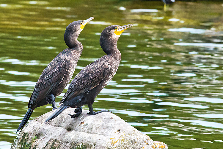 0049-2 Cormorand