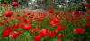 coquelicots