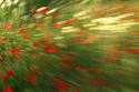 coquelicots 5