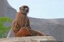 Babouin et Son Bb -Zoo de Vincennes