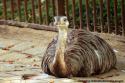 Autruche de Mnagerie Jardin des Plantes