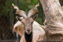 Animal de la Mnagerie du Jardin des Plantes