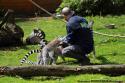 Les Soigneur D'un Jour avec les lémurien-Zoo de Beauval