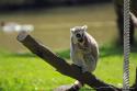 Lémurien-Zoo de Beauval
