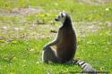 Lmurien au Repos-Zoo de Beauval