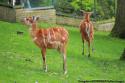 Antilope-Zoo de Beauval