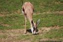 Antilope-Zoo de Beauval