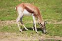 Antilope -Zoo de Beauval