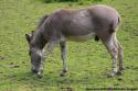 nes deSomalie Zoo de Beauval