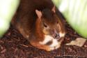 Serf-souris ou Chevrotain Malais - Zoo de Beauval