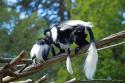 Colobes Guereza Zoo de Beauval
